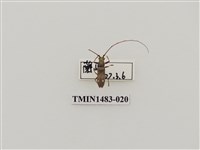 藏品(五星白天牛)的圖片